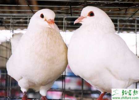 养肉鸽挣钱吗？养肉鸽前景怎么样？