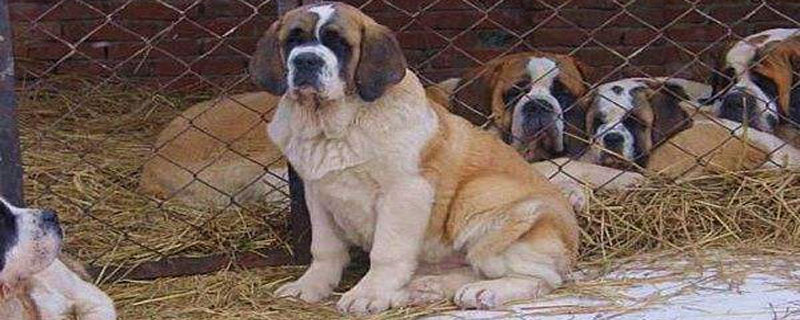 肉狗一般养殖几个月