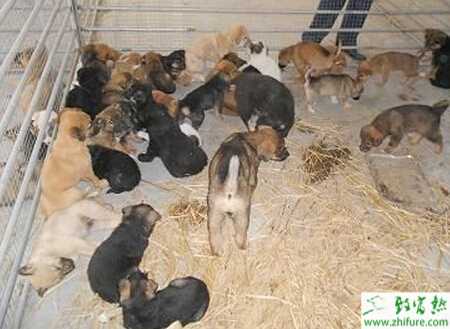 养殖肉狗免疫接种的不宜