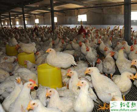怎样养肉鸡？冬季养肉鸡注意事项