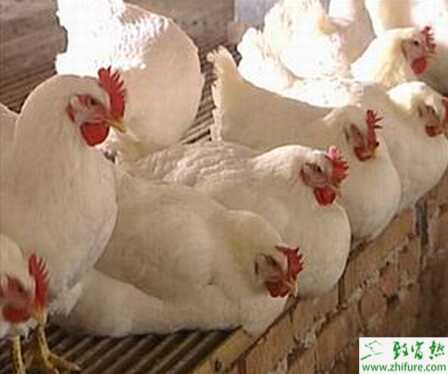 养肉鸡赚钱吗？