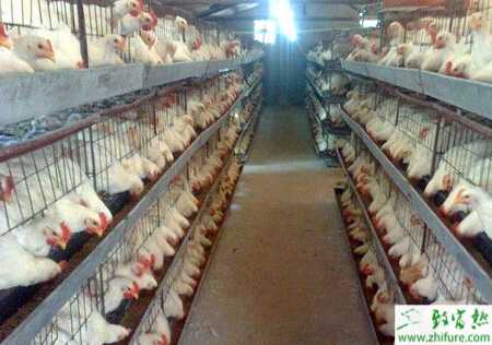 养殖肉鸡啄毛的原因