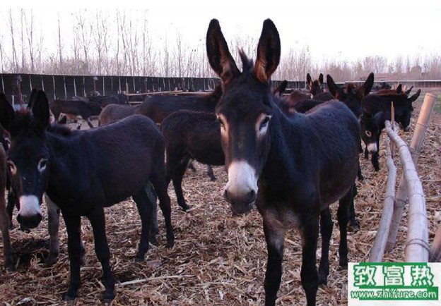 养100头肉驴能赚多少钱？养肉驴的成本和利润