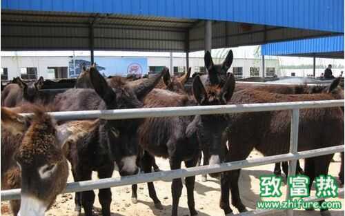 2022养肉驴赚钱吗？2022肉驴养殖前景及市场价格行情分析