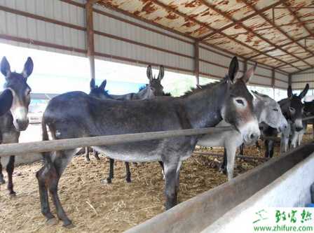 养殖肉驴高产的技术