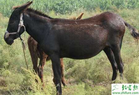 肉驴怎么养？有哪些需要注意的？