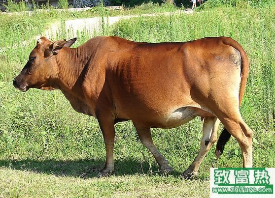 2022养肉牛赚钱吗？2022养肉牛前景及市场价格行情分析