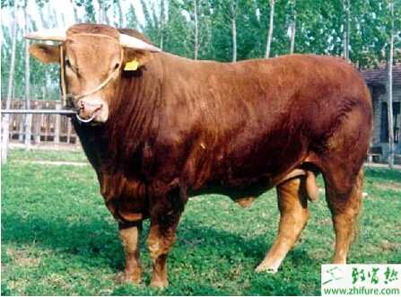 养肉牛的利润