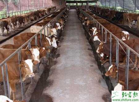 养肉牛赚钱吗？