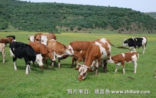 2022肉牛行情以及未来两年价格和补贴情况