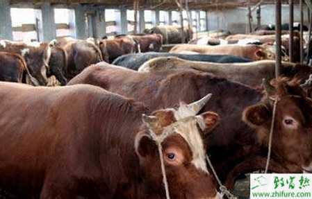 养肉牛国家有补贴吗？有哪些补贴？