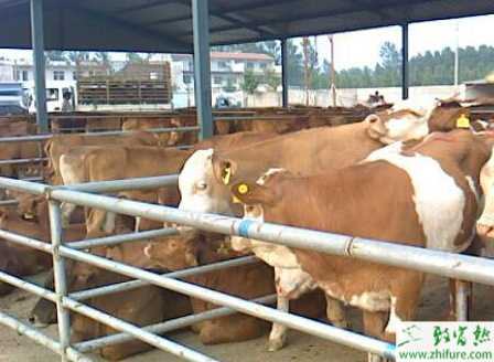 肉牛怎么养？有哪些需要注意？