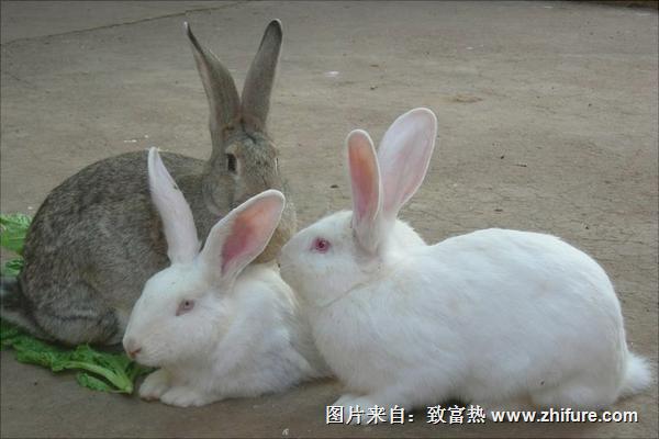 肉兔价格多少钱一只？