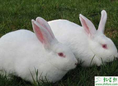 肉兔怎么养？有哪些需要注意的？