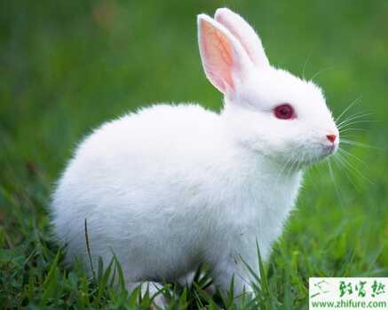2022年养肉兔怎么样？赚不赚钱？
