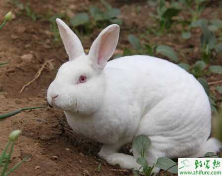 肉兔怎么配种？有哪些需要注意的？