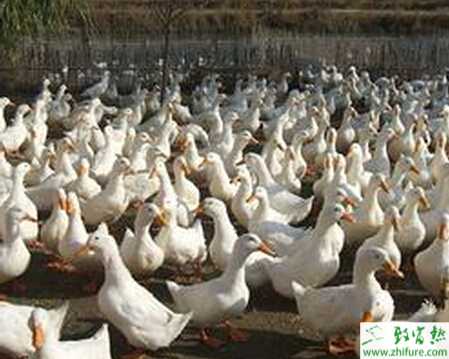 养肉鸭好还是蛋鸭好？怎样养肉鸭？