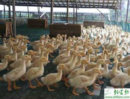 冬天能养肉鸭吗？冬天怎样养肉鸭？