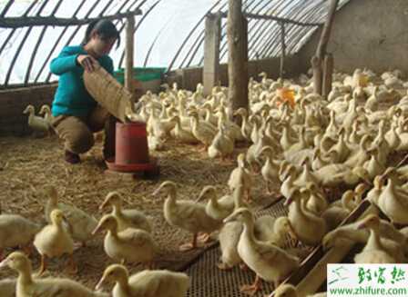 养肉鸭子怎么建大棚？大棚养肉鸭子的技术