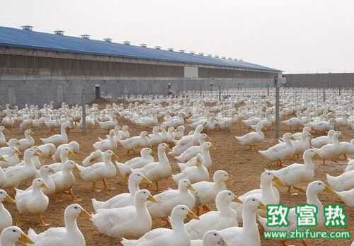 2022养肉鸭赚钱吗？2022肉鸭养殖前景及市场价格行情分析