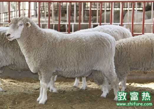 2020养肉羊赚钱吗？2020肉羊养殖前景及市场价格行情分析