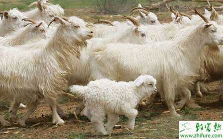 养肉羊赚钱吗？