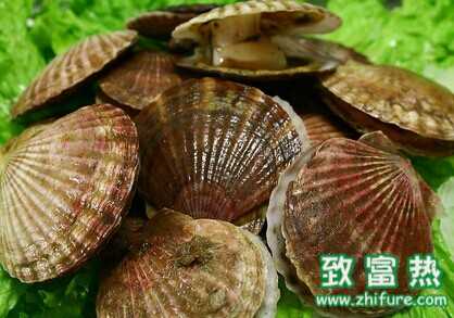 2022养扇贝赚钱吗？2022养扇贝前景及市场价格行情分析