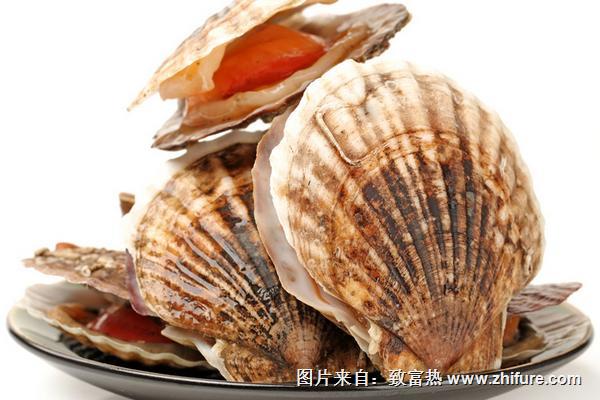 扇贝是海鲜吗？