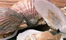 扇贝的功效与作用