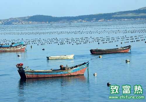 2022养扇贝赚钱吗？2022扇贝养殖前景及市场价格行情分析