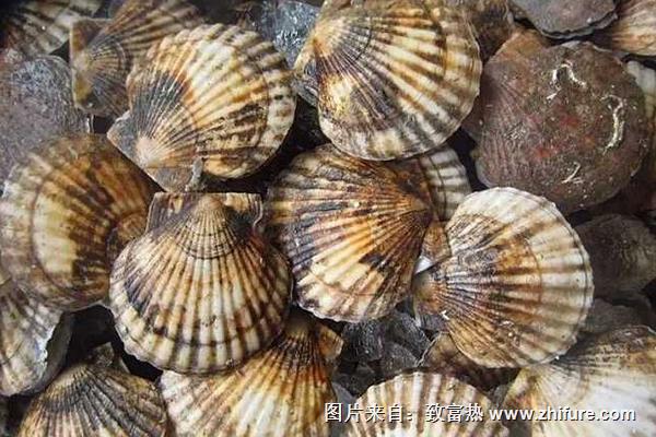 2022养扇贝赚钱吗？扇贝养殖的利润与投资成本及前景预测