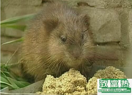 2020养麝香鼠赚钱吗？2020麝香鼠养殖前景及市场价格行情分析