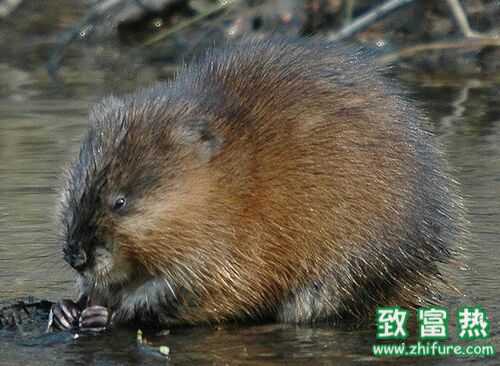 2022养麝香鼠赚钱吗？2022麝香鼠养殖前景及市场价格行情分析