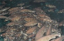 全国首次出口石斑鱼鱼苗