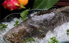 渔民协会参加石斑鱼养殖技术培训