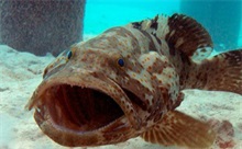 石斑鱼苗种供应提前