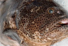 石斑鱼嗜子宫线虫病防治处方