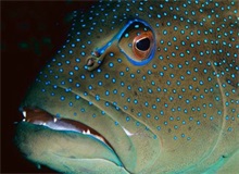 软颗粒料石斑鱼池塘养殖中的应用