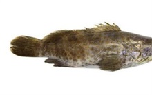 斜带石斑鱼池塘养殖技术