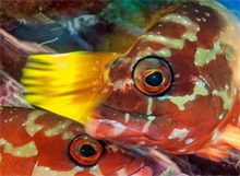 海南人利用石斑鱼怕冷猛赚钱