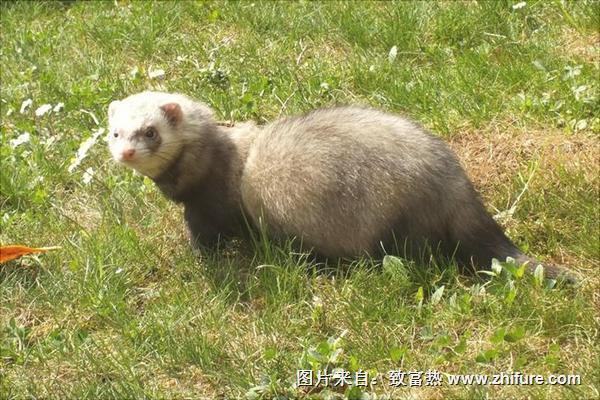 十字貂和水貂哪个好？