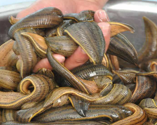 水蛭的品种图片