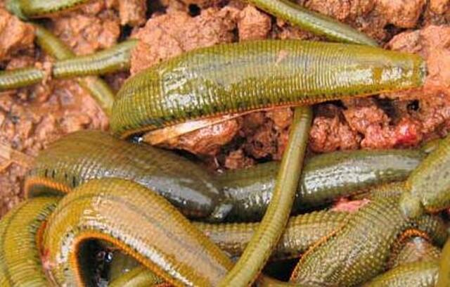 宽体金线蛭图片