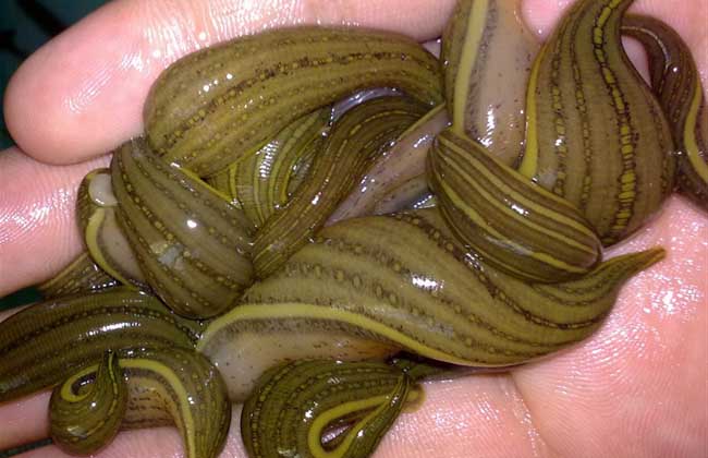 养水蛭前景如何