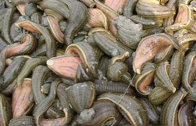 水蛭养殖技术【视频】