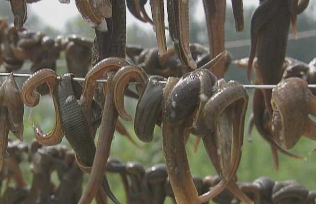 水蛭养殖与初加工技术【视频】