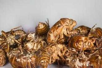 2022中药材行业值得关注的创业项目