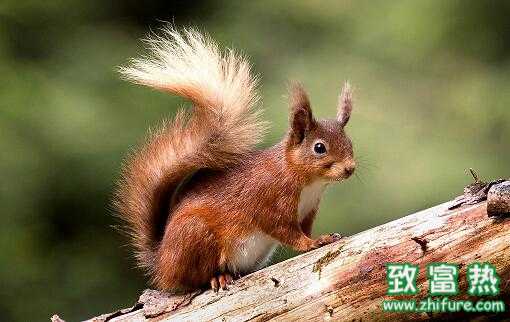 2022养松鼠赚钱吗？2022养松鼠前景及市场价格行情分析 