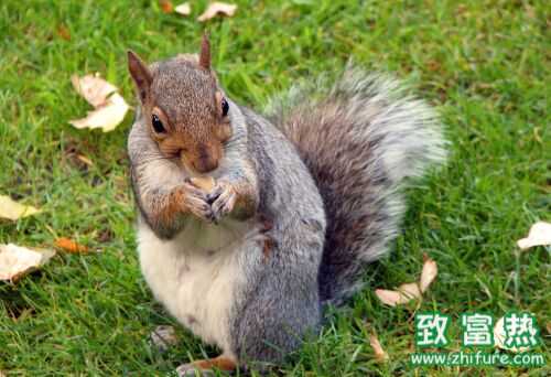 2022养松鼠钱吗？2022松鼠养殖前景及市场价格行情分析