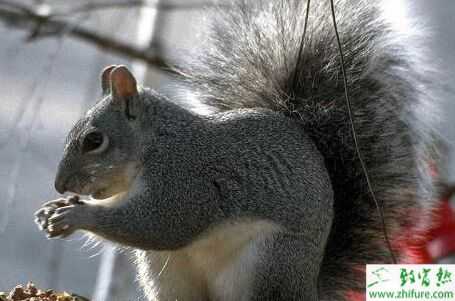 2022养松鼠赚钱吗？2022松鼠养殖前景及市场价格分析